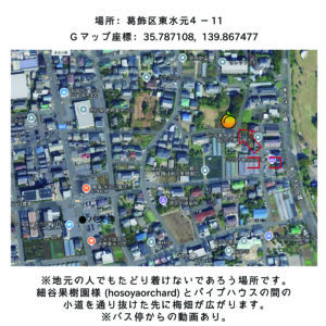 シバブル　収穫体験　梅　